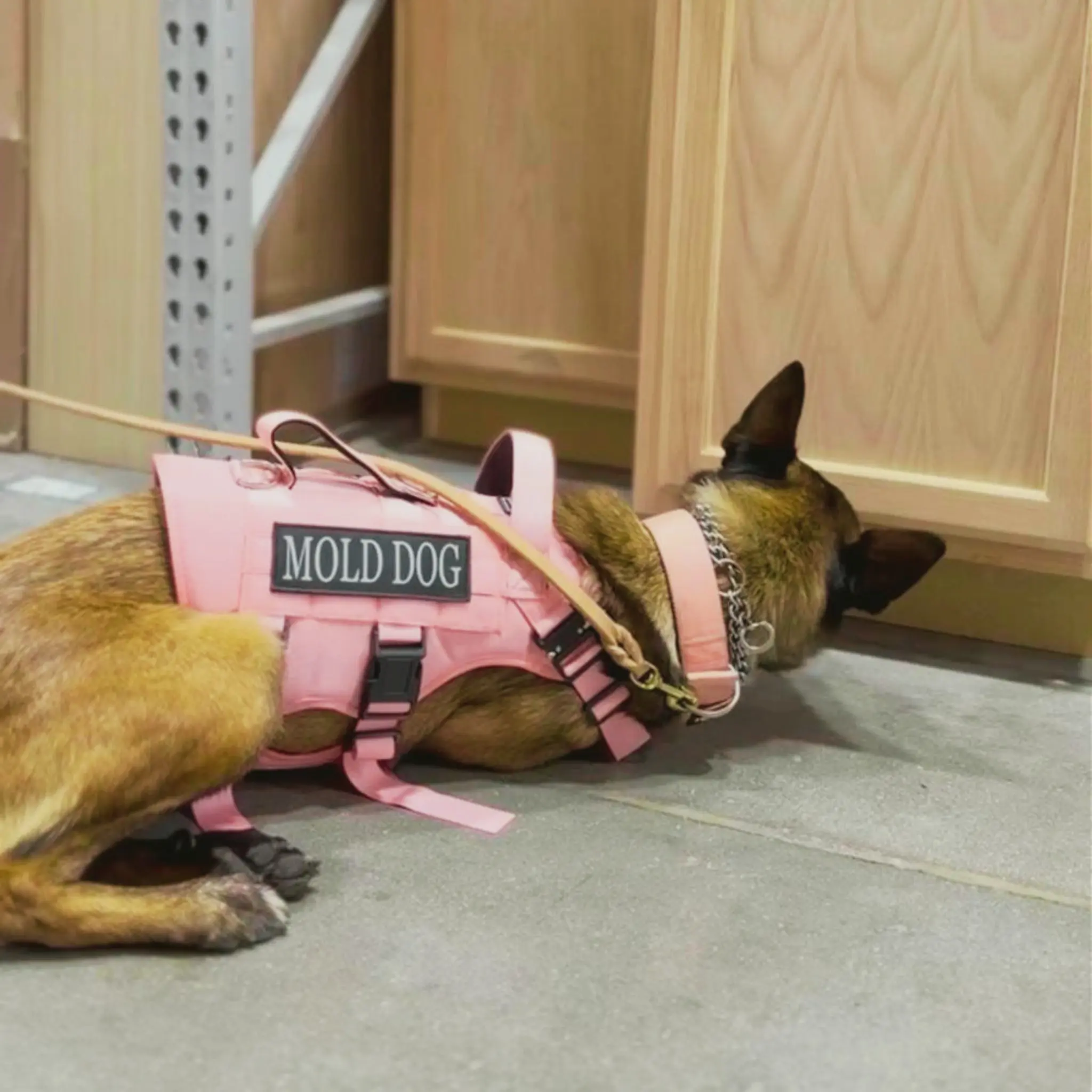 mold detection dog services