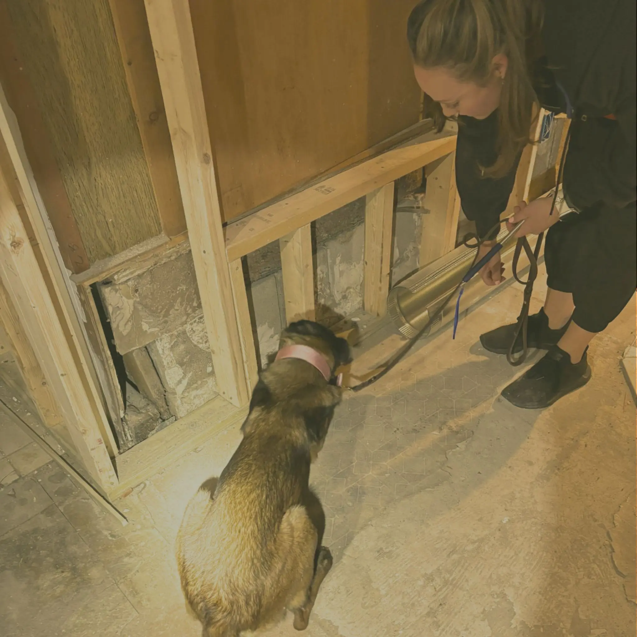mold detection dog Massachusetts